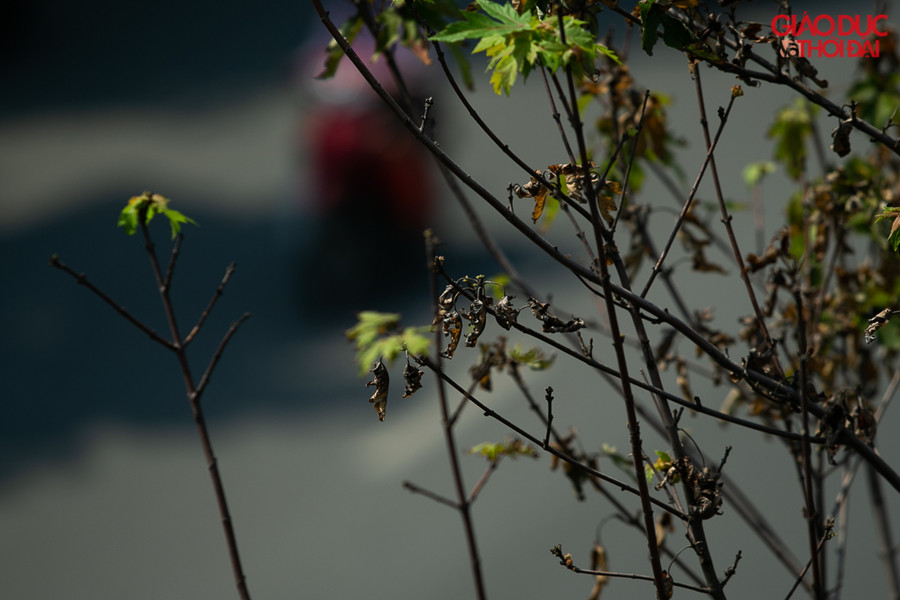 Lá cây không đổi màu đã chết khô.