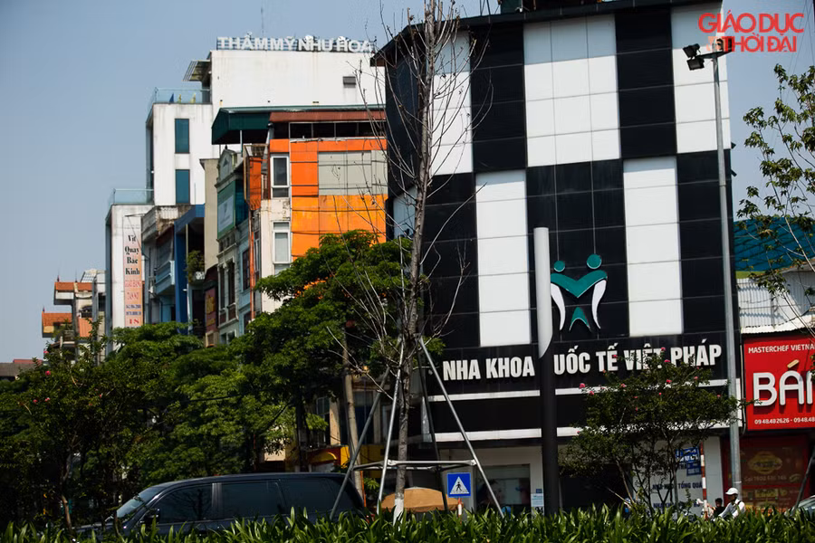 Trên đường Trần Duy Hưng có những cây phong đã chết mà chưa được chuyển đi.