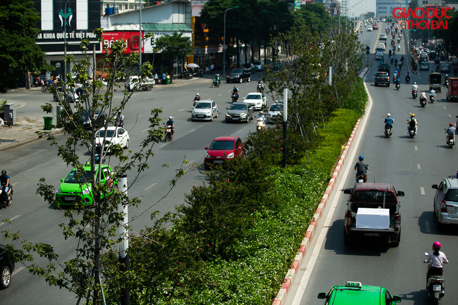Trong khi đó, trên tuyến đường Trần Duy Hưng ít nhất 5 cây phong đã được đánh chuyển đi.
