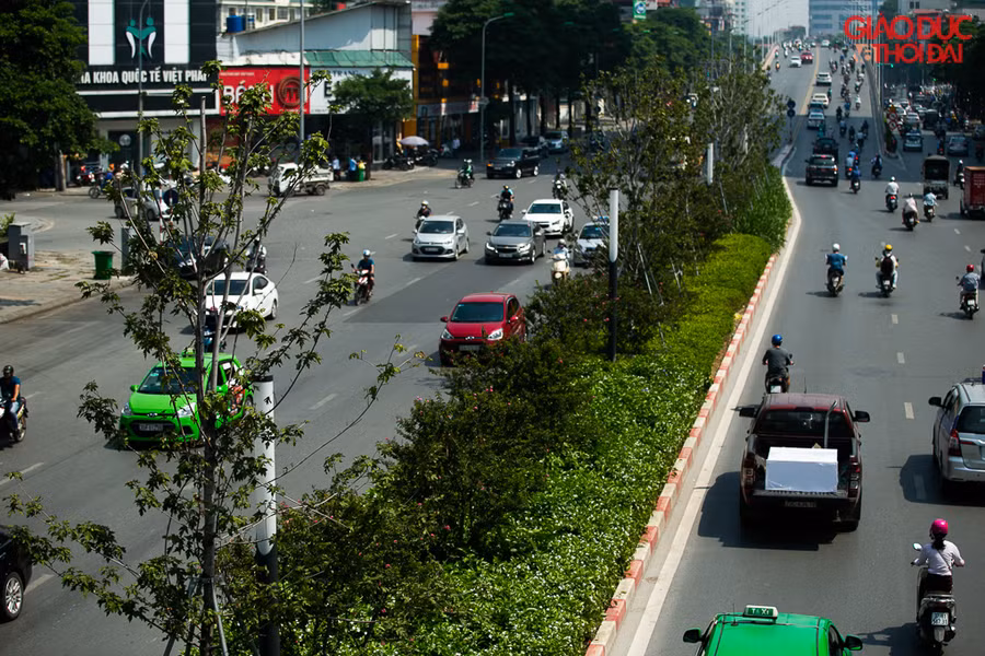 Trong khi đó, trên tuyến đường Trần Duy Hưng ít nhất 5 cây phong đã được đánh chuyển đi.