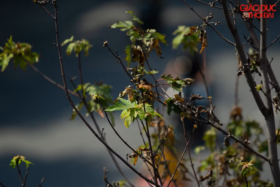 Ở những quốc gia ôn đới, vào mùa thu, lá cây phong chuyển màu đỏ hoặc cam rồi rụng khi đông đến. Tuy nhiên theo ghi nhận tại phố Trần Duy Hưng, lá cây phong chưa kịp chuyển đỏ đã khô héo.