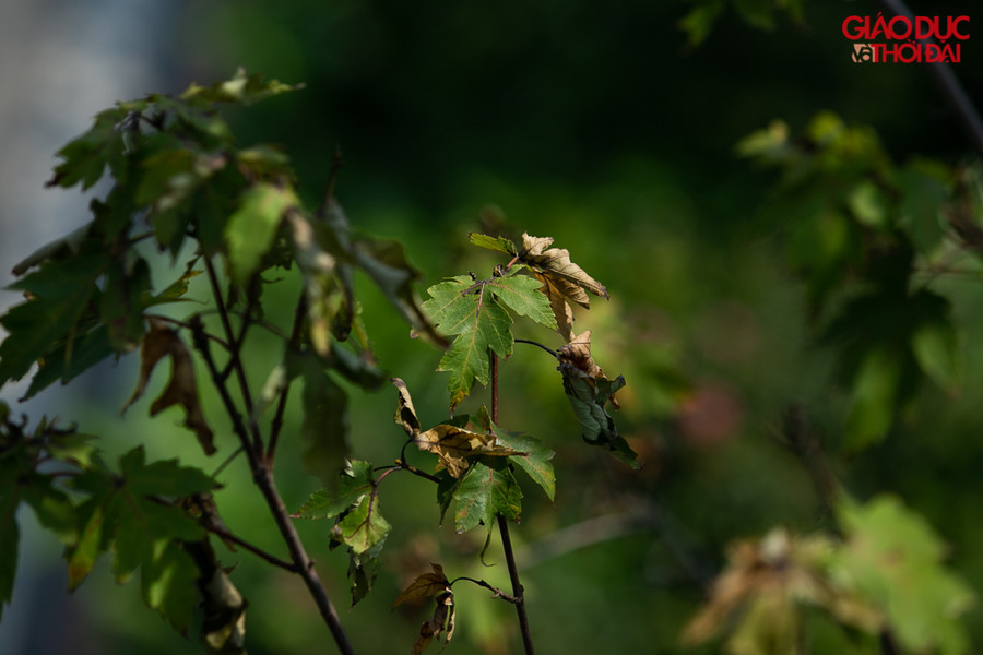 Một số chuyên gia cho rằng phong lá đỏ khó sống trong điều kiện thời tiết oi bức ở Hà Nội.