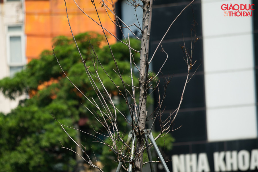 Cây phong chết khô, chỉ còn trơ cành.