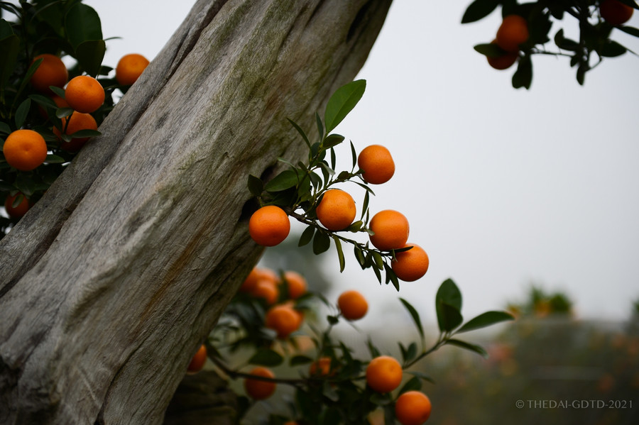 Mỗi cây quất ghép gỗ lũa giá dao động từ 3 triệu tới 10 triệu đồng. Có những cây có dáng đẹp và cầu kỳ sẽ có giá giao động khoảng vài chục triệu đồng.