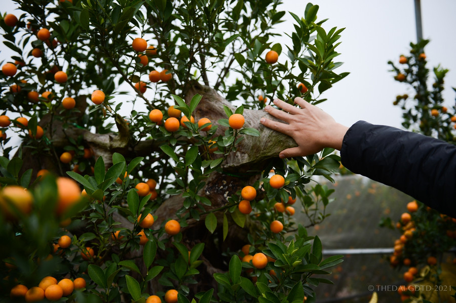 Cây quất được phối cùng những khúc gỗ tạo nên một tác phẩm nghệ thuật phục vụ người chơi cây cảnh Tết.
