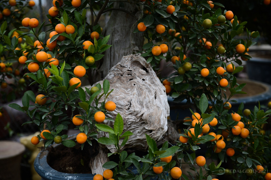 Mỗi cây quất gỗ lũa được cho là đẹp phải có nhiều yếu tố, về hình dáng, về kích cỡ, về các loại quả trong cây phải có quả chín, quả xanh và có hoa để đại diện cho tài lộc