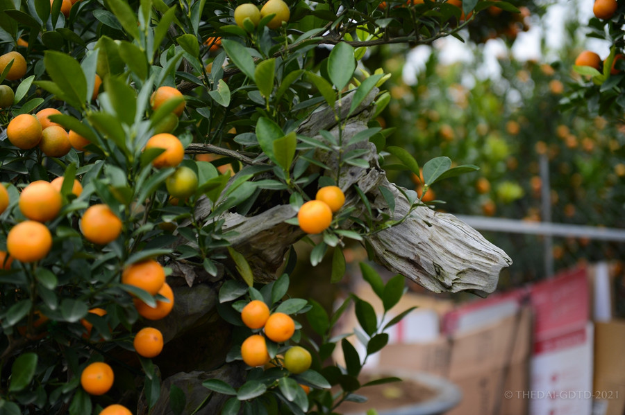 Nhiều chủ vườn năm nay cho biết, thời tiết năm nay cũng khá thuận lợi để quất ra quả và chín vàng đến đúng dịp Tết Nguyên đán.