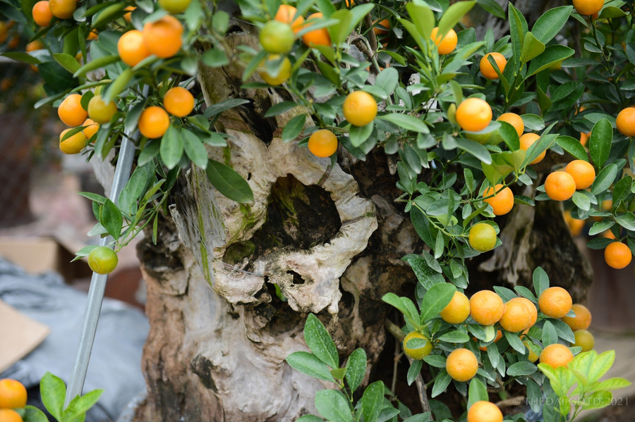 Quất được ghép từ đầu năm dương lịch và tạo dáng tới cuối năm chơi là vừa đẹp.