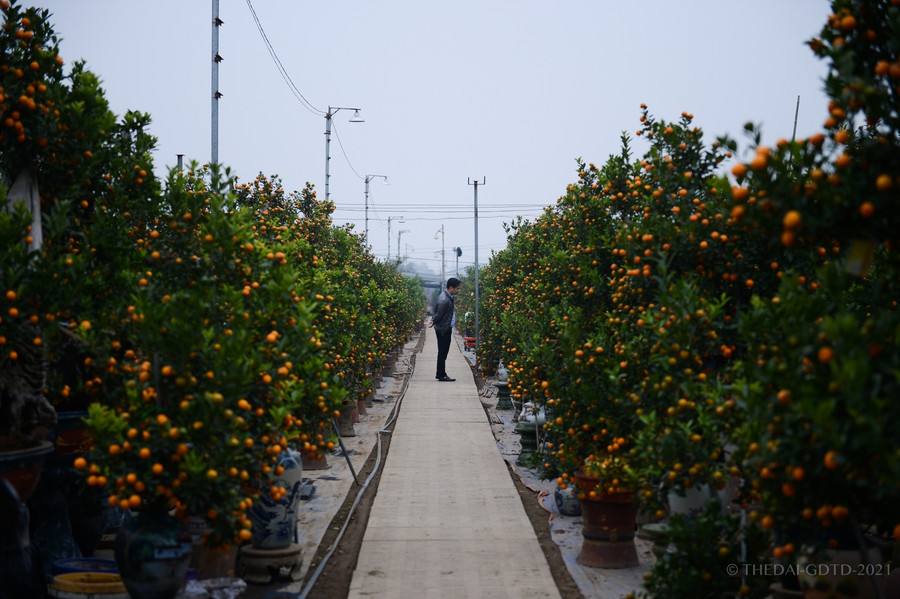 Ngoài ra trong vườn quất còn rất nhiều mẫu mã để khách lựa chọn.