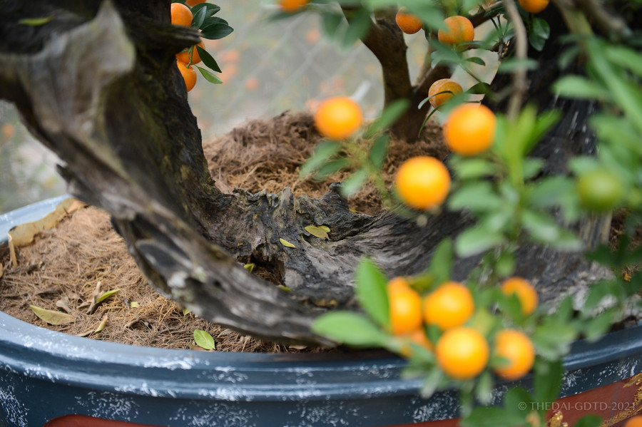Cây quất được trồng ghép với gỗ lũa có độ tuổi từ 2 tới 5 năm. Cây không quá nhỏ hoặc quá to, vừa đủ để tạo dáng cùng với gỗ.