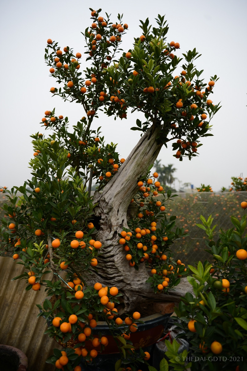 Gỗ lũa kết hợp với cây quất cảnh tạo ra một điều khác biệt, từ hình gỗ tới dáng quất được phối kết hợp hài hòa đẹp mắt.