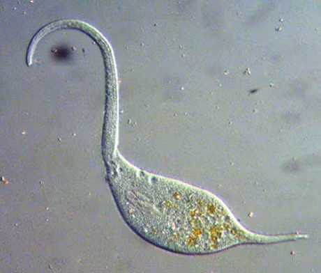 Ron nguoi canh quai khuan 