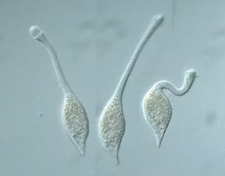 Ron nguoi canh quai khuan 