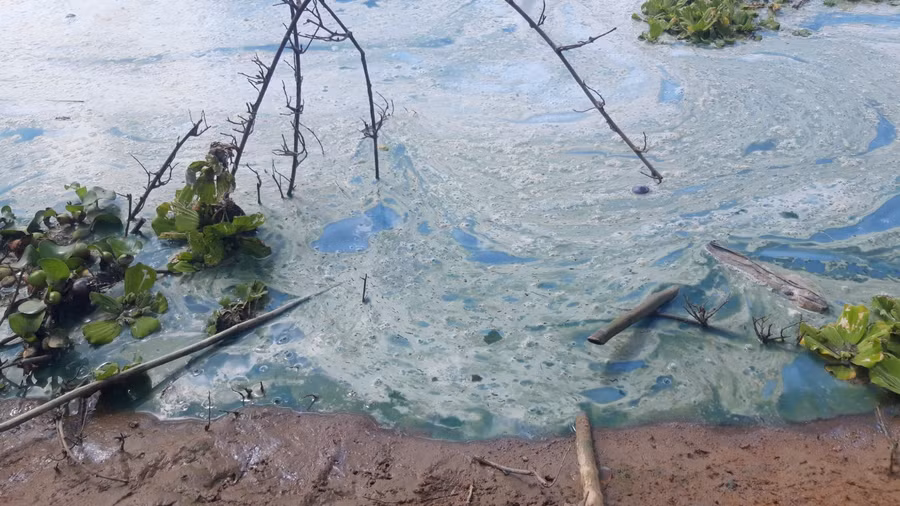 Đoàn kiểm tra bước đầu nhận định nước có màu xanh, nổi váng là do dư thừa các chất dinh dưỡng (ni-tơ và phốt-pho).