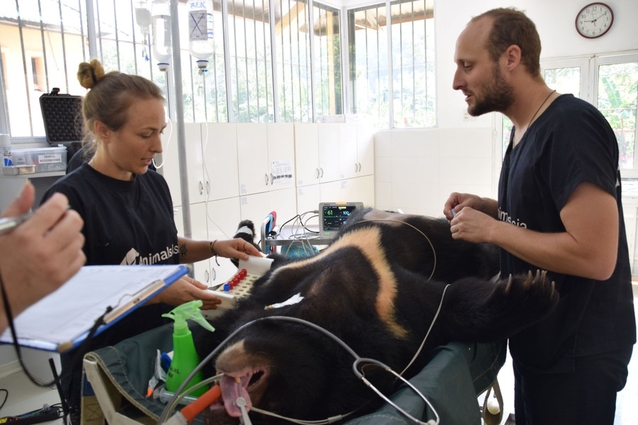 Chú gấu được Maggie Q đặt tên được khám sức khoẻ.