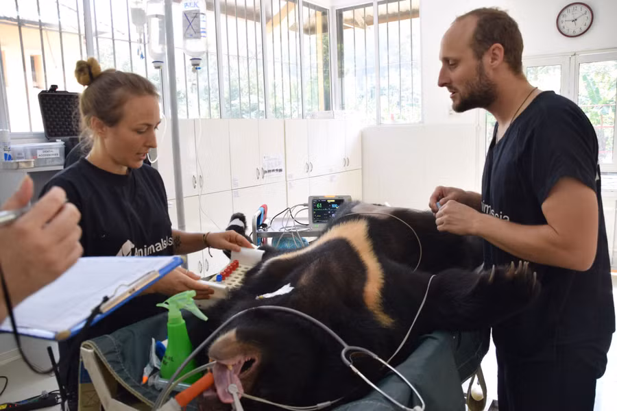 Chú gấu được Maggie Q đặt tên được khám sức khoẻ. Chú gấu được Maggie Q đặt tên được khám sức khoẻ.