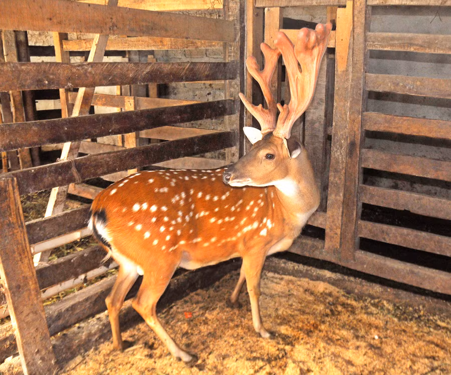 Chú hươu có cặp nhung khủng.