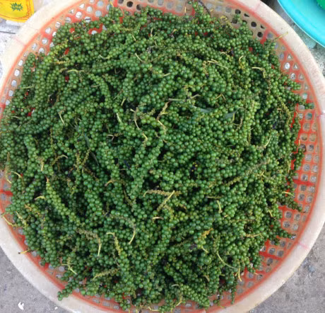 Tri gau bang hat tieu den - Anh 3