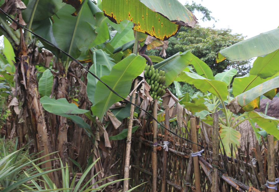 Cây chuối mở ra hướng phát triển kinh tế, thoát nghèo cho người dân biên giới. Cây chuối mở ra hướng phát triển kinh tế, thoát nghèo cho người dân biên giới.