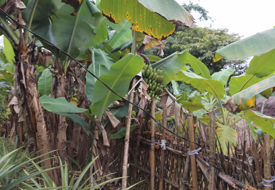 Cây chuối mở ra hướng phát triển kinh tế, thoát nghèo cho người dân biên giới.