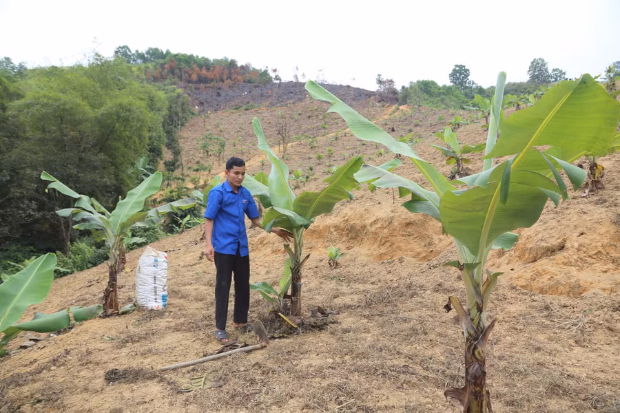 Anh Hồ Văn E, Bí thư chi đoàn thôn Pa Lin chăm sóc vườn chuối hỗ trợ đoàn viên thanh niên.