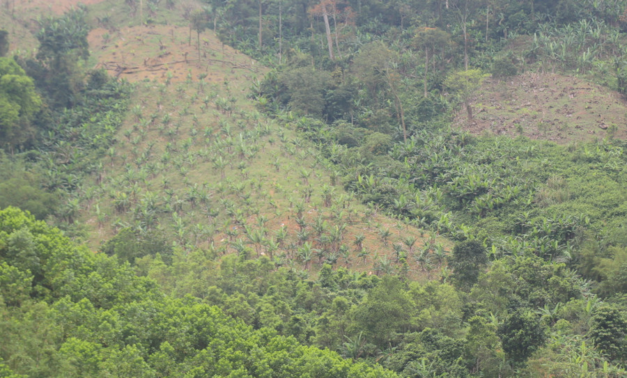 Vườn chuối do Bộ đội Biên phòng A Vao hỗ trợ. Vườn chuối do Bộ đội Biên phòng A Vao hỗ trợ.