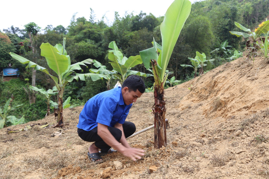 Sau 1 năm trồng, cây chuối đang phát triển trên vùng đồi biên giới. Sau 1 năm trồng, cây chuối đang phát triển trên vùng đồi biên giới.