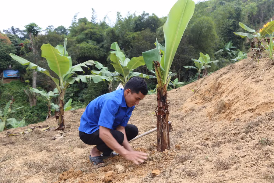 Sau 1 năm trồng, cây chuối đang phát triển trên vùng đồi biên giới.