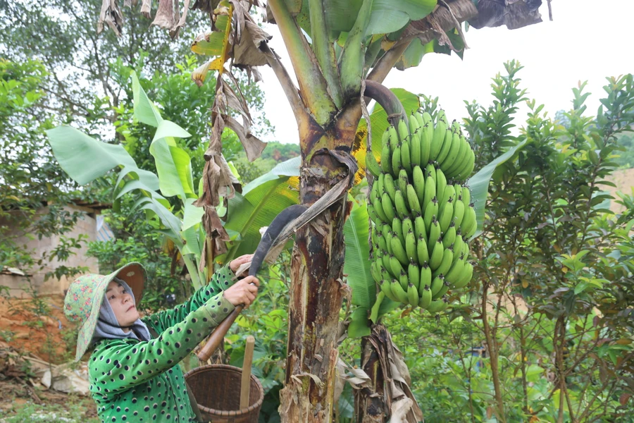 Chị Hồ Thị Xanh chăm sóc chuối đang phát triển tốt.