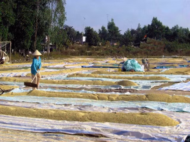 Sân phơi lúa - giải pháp giảm áp lực cho lò sấy