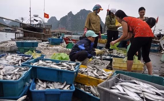 Công tác khắc phục sự cố môi trường biển 4 tỉnh miền Trung đã được triển khai cơ bản thành công. Ảnh minh họa/internet