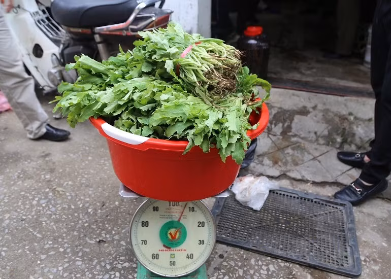 537 cây thuốc phiện được phát hiện tại 1 nhà dân. Ảnh: Công an Lạng Sơn.