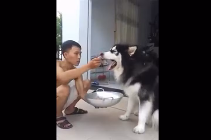 Chủ cưng chiều, tận tay bón cơm cho chó như chăm trẻ con