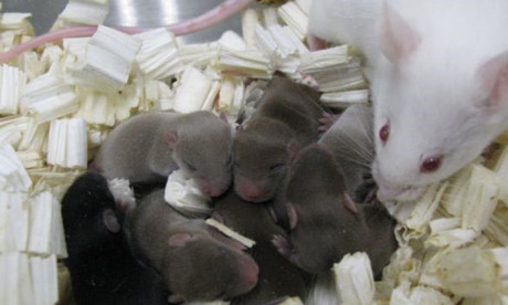 Ngân hàng tinh trùng tương lai trên Mặt Trăng - Ảnh 1 Ngan hang tinh trung tuong lai tren Mat Trang - Anh 1