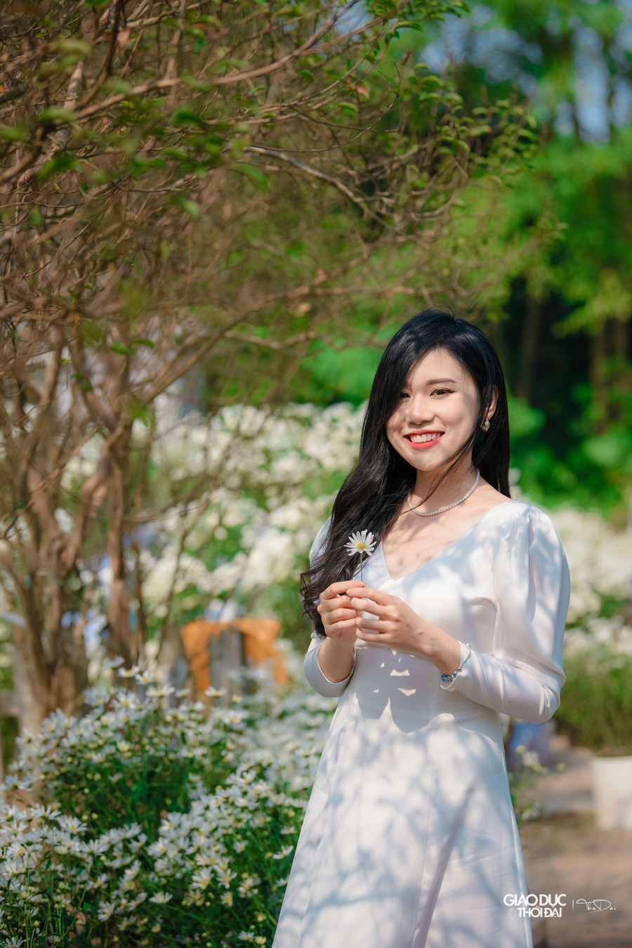 Mùa hoa cúc họa mi thường rất ngắn, chỉ kéo dài 2 - 3 tuần, thời điểm hoa nở rộ và đẹp nhất chỉ vỏn vẹn một tuần. Mùa hoa cúc họa mi thường rất ngắn, chỉ kéo dài 2 - 3 tuần, thời điểm hoa nở rộ và đẹp nhất chỉ vỏn vẹn một tuần.