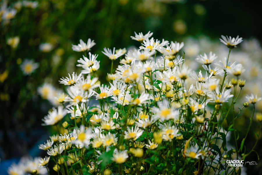 Anh Trương Thế Hùng (chủ vườn Thảo nguyên hoa Long Biên) cho biết: 'Trước đây, chúng tôi đã trồng thử nghiệm và rút kinh nghiệm. Năm nay do đã nắm được đặc tính của cây nên đội ngũ chăm sóc đã áp dụng quy trình nhiệt độ và khiến cho hoa ra sớm hơn 1 tháng'. Anh Trương Thế Hùng (chủ vườn Thảo nguyên hoa Long Biên) cho biết: 'Trước đây, chúng tôi đã trồng thử nghiệm và rút kinh nghiệm. Năm nay do đã nắm được đặc tính của cây nên đội ngũ chăm sóc đã áp dụng quy trình nhiệt độ và khiến cho hoa ra sớm hơn 1 tháng'.