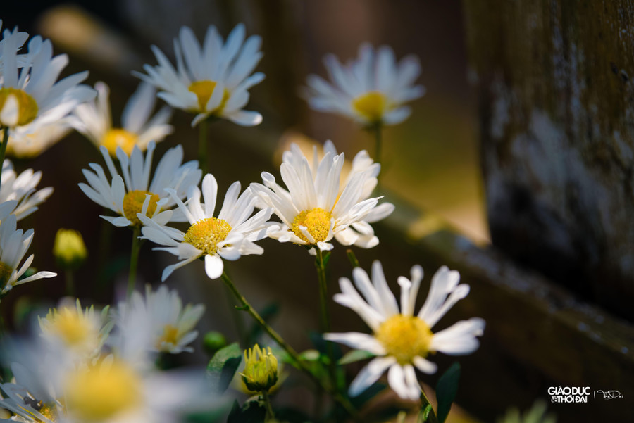 Cánh hoa vì thế lên to, dày cánh, lên màu đẹp. Cánh hoa vì thế lên to, dày cánh, lên màu đẹp.