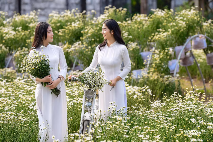 Thảm hoa rộng khoảng hơn 2.000m2 với hơn 10 nghìn gốc hoa cúc hoạ mi đang ở độ nở rộ rất đẹp.