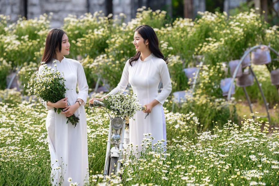 Thảm hoa rộng khoảng hơn 2.000m2 với hơn 10 nghìn gốc hoa cúc hoạ mi đang ở độ nở rộ rất đẹp. Thảm hoa rộng khoảng hơn 2.000m2 với hơn 10 nghìn gốc hoa cúc hoạ mi đang ở độ nở rộ rất đẹp.