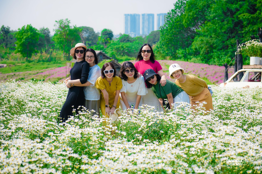 Tại Thảo nguyên hoa (Long Biên, Hà Nội), mỗi ngày có đến hàng nghìn lượt khách đến 'check-in' với loài hoa trắng muốt, tinh khôi này. Tại Thảo nguyên hoa (Long Biên, Hà Nội), mỗi ngày có đến hàng nghìn lượt khách đến 'check-in' với loài hoa trắng muốt, tinh khôi này.