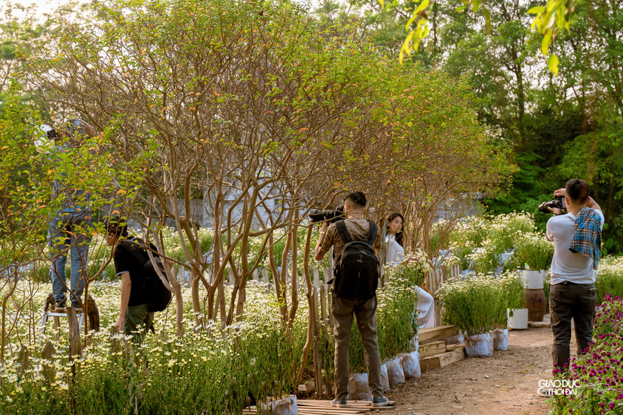 Do hoa nở sớm, việc chăm sóc hoa cũng đòi hỏi nhiều công đoạn hơn. Do hoa nở sớm, việc chăm sóc hoa cũng đòi hỏi nhiều công đoạn hơn.
