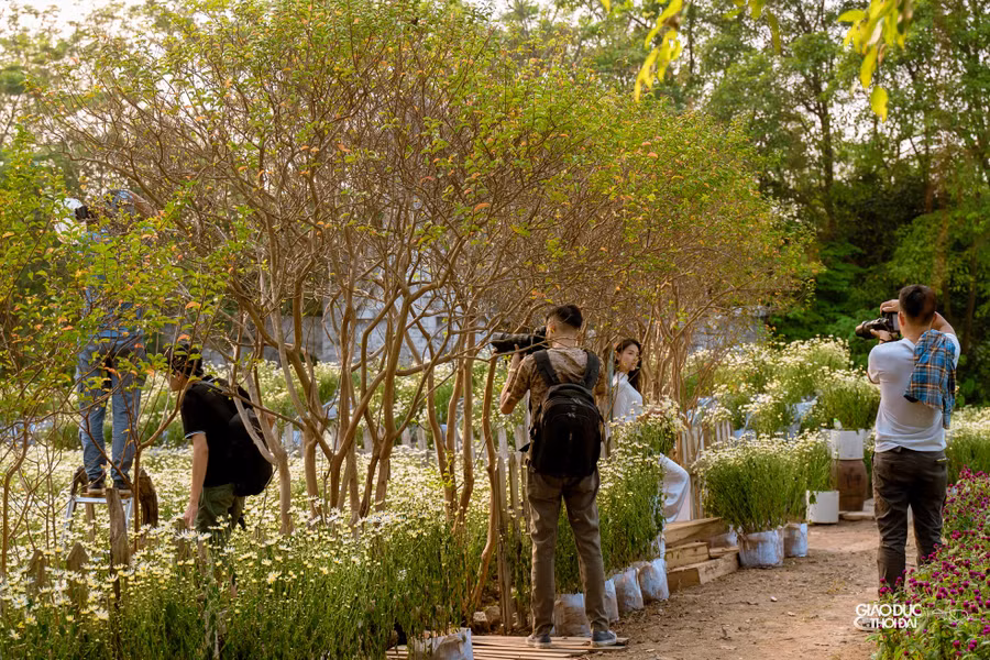 Do hoa nở sớm, việc chăm sóc hoa cũng đòi hỏi nhiều công đoạn hơn. Do hoa nở sớm, việc chăm sóc hoa cũng đòi hỏi nhiều công đoạn hơn.