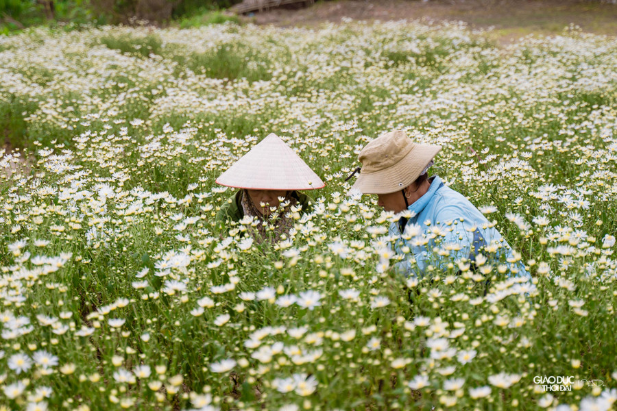 Còn khoảng nửa tháng nữa mới đến mùa nhưng tại Hà Nội đang có một thảm hoa cúc hoạ mi đang bung nở bạt ngàn thu hút giới trẻ. Còn khoảng nửa tháng nữa mới đến mùa nhưng tại Hà Nội đang có một thảm hoa cúc hoạ mi đang bung nở bạt ngàn thu hút giới trẻ.