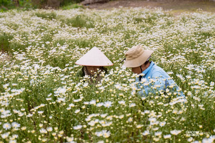 Còn khoảng nửa tháng nữa mới đến mùa nhưng tại Hà Nội đang có một thảm hoa cúc hoạ mi đang bung nở bạt ngàn thu hút giới trẻ. Còn khoảng nửa tháng nữa mới đến mùa nhưng tại Hà Nội đang có một thảm hoa cúc hoạ mi đang bung nở bạt ngàn thu hút giới trẻ.