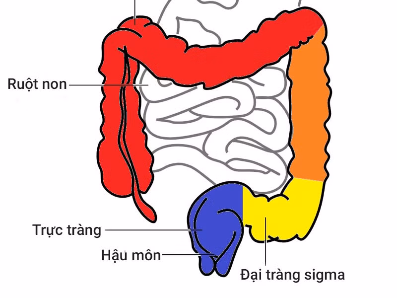 Phần đại tràng sigma trong hệ tiêu hóa