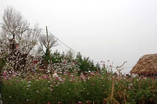 Vườn Nhật Tân: Đào giả hút giới trẻ ảnh 9