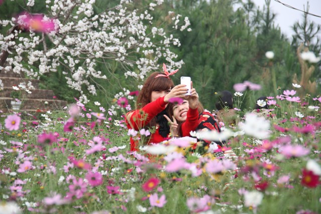 Vườn Nhật Tân: Đào giả hút giới trẻ ảnh 2