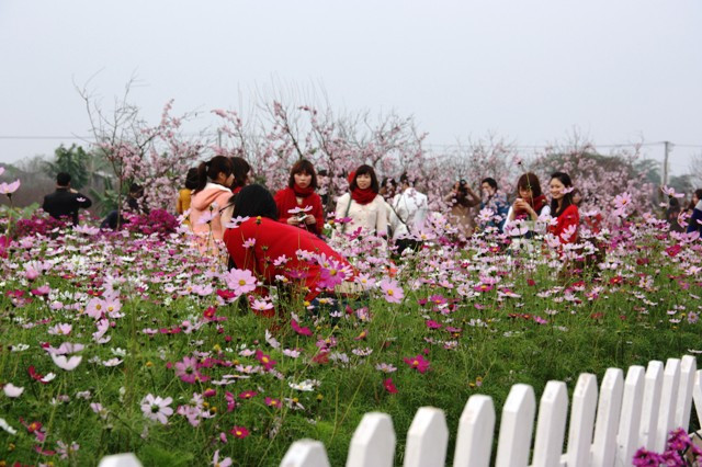 Vườn Nhật Tân: Đào giả hút giới trẻ ảnh 13