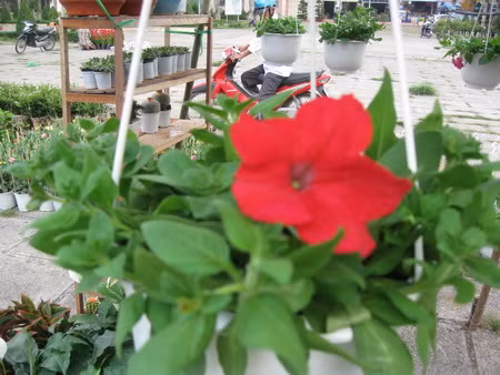 Hoa Dạ Yên Thảo Hoa Dạ Yên Thảo.jpg