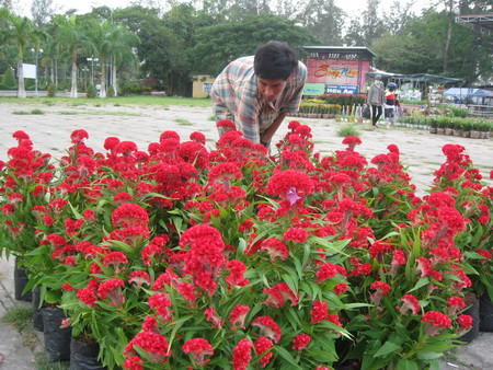 Hoa mồng gà Hoa mồng gà.jpg